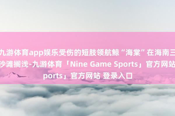 九游体育app娱乐受伤的短肢领航鲸“海棠”在海南三亚海棠湾沙滩搁浅-九游体育「Nine Game Sports」官方网站 登录入口